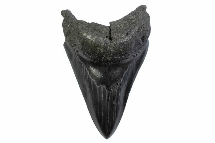 Serrated, Fossil Megalodon Tooth - South Carolina #371858